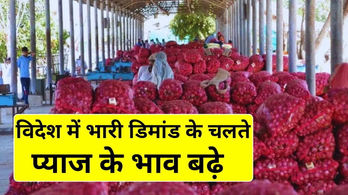 Onion Price Increase